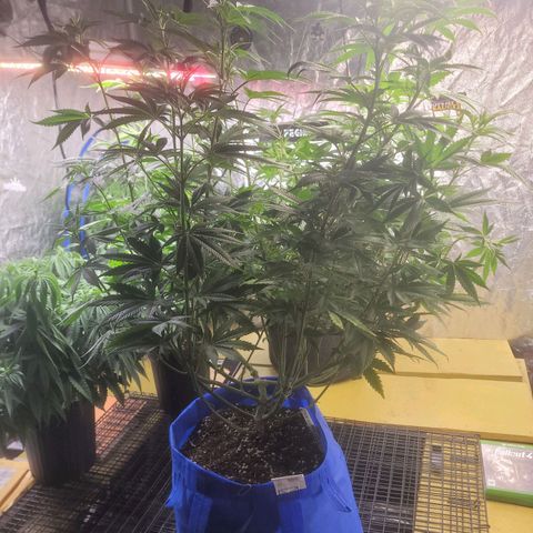 Cherry gelato 3  growlog timeline photo