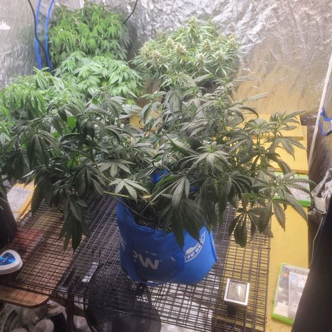 Dosi cookie  growlog timeline photo