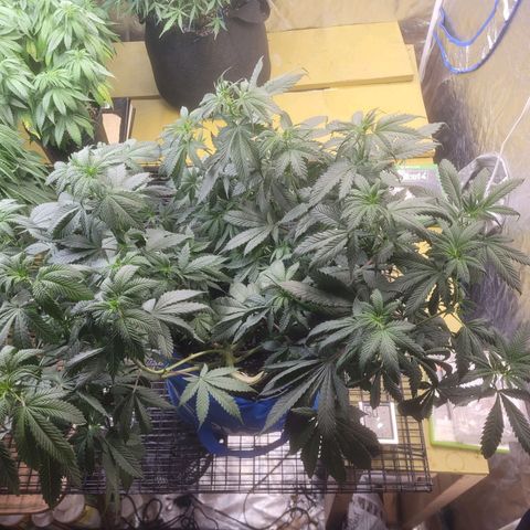 Dosi cookie  growlog timeline photo