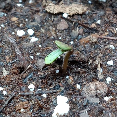 Super Saiyan candy #1 lst growlog timeline photo