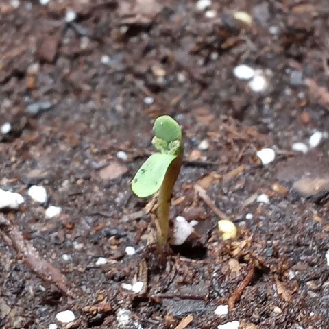 Super Saiyan candy #1 lst growlog timeline photo