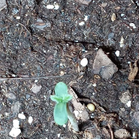 Super Saiyan candy #1 lst growlog timeline photo