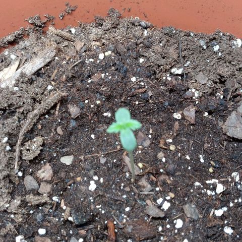 Super Saiyan candy #1 lst growlog timeline photo