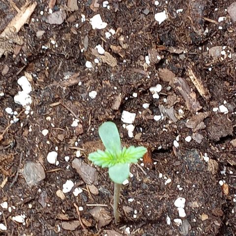 Super Saiyan candy #1 lst growlog timeline photo