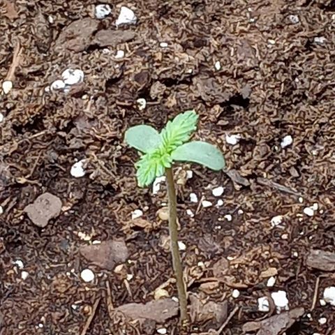 Super Saiyan candy #1 lst growlog timeline photo
