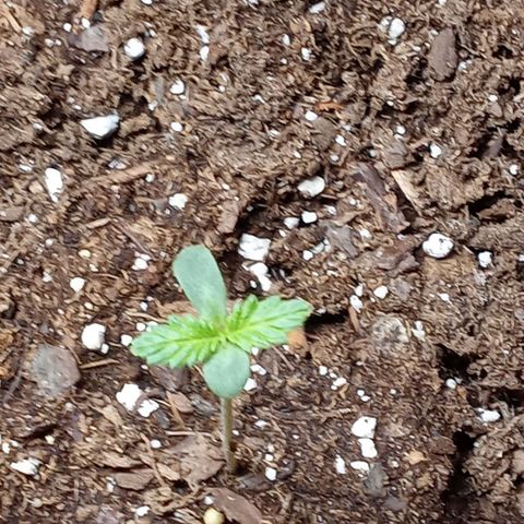 Super Saiyan candy #1 lst growlog timeline photo