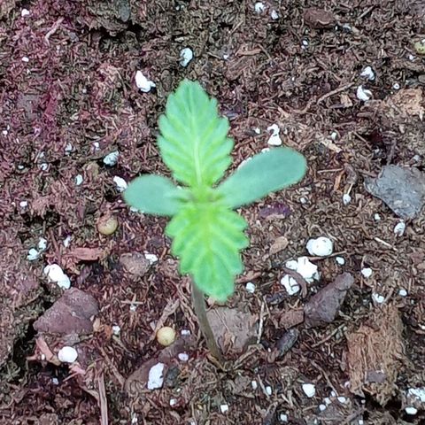 Super Saiyan candy #1 lst growlog timeline photo