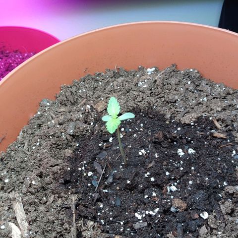 Super Saiyan candy #1 lst growlog timeline photo