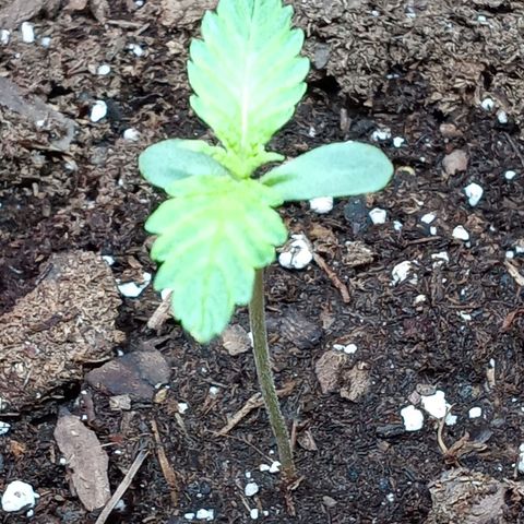 Super Saiyan candy #1 lst growlog timeline photo