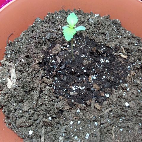 Super Saiyan candy #1 lst growlog timeline photo