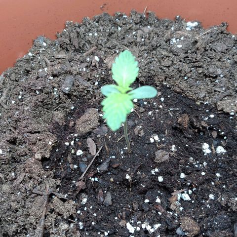 Super Saiyan candy #1 lst growlog timeline photo