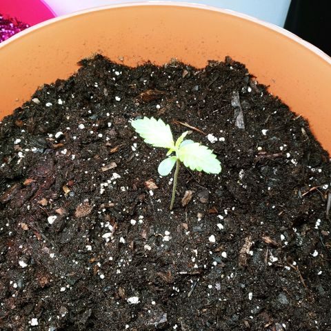 Super Saiyan candy #1 lst growlog photo: Starting to grow second set of leaves