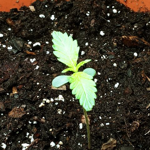 Super Saiyan candy #1 lst growlog timeline photo