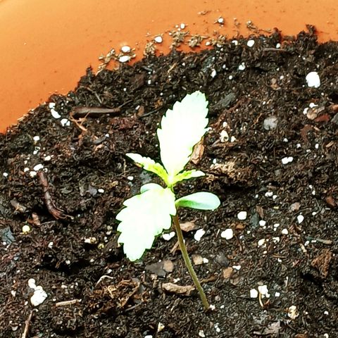 Super Saiyan candy #1 lst growlog timeline photo