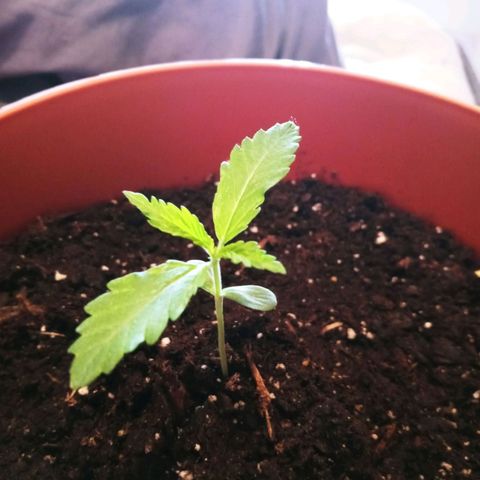 Super Saiyan candy #1 lst growlog timeline photo