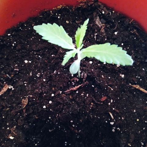 Super Saiyan candy #1 lst growlog timeline photo