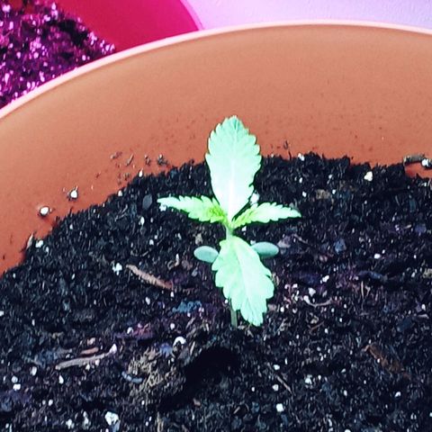 Super Saiyan candy #1 lst growlog timeline photo