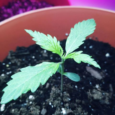 Super Saiyan candy #1 lst growlog timeline photo