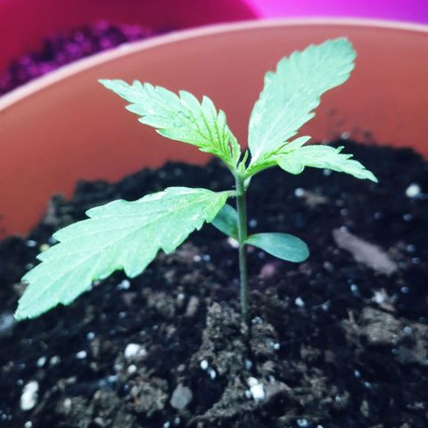 Super Saiyan candy #1 lst growlog timeline photo