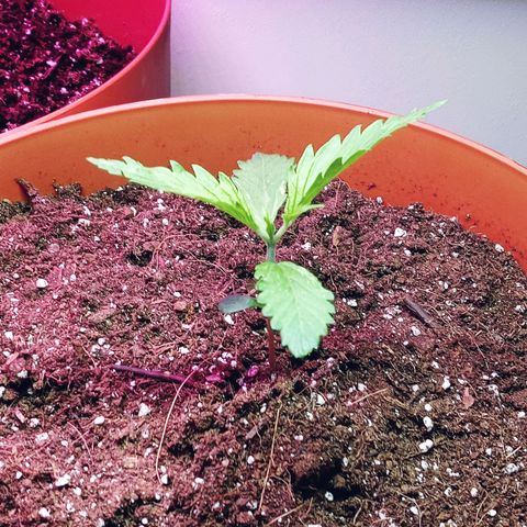 Super Saiyan candy #1 lst growlog timeline photo