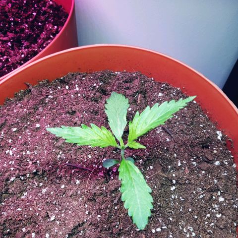 Super Saiyan candy #1 lst growlog timeline photo