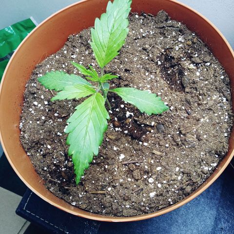 Super Saiyan candy #1 lst growlog timeline photo