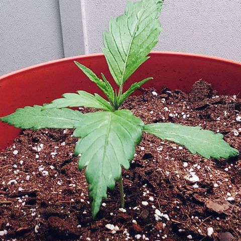 Super Saiyan candy #1 lst growlog timeline photo