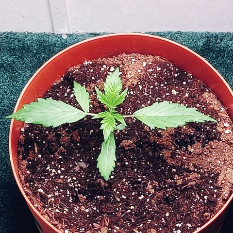 Super Saiyan candy #1 lst growlog timeline photo