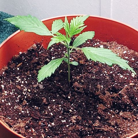 Super Saiyan candy #1 lst growlog timeline photo