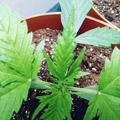 Super Saiyan candy #1 lst growlog timeline photo