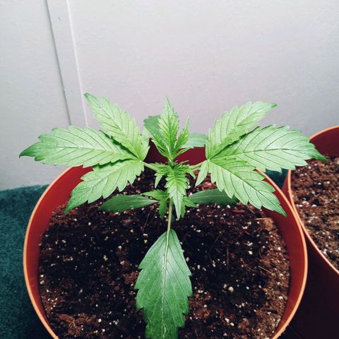 Super Saiyan candy #1 lst growlog timeline photo