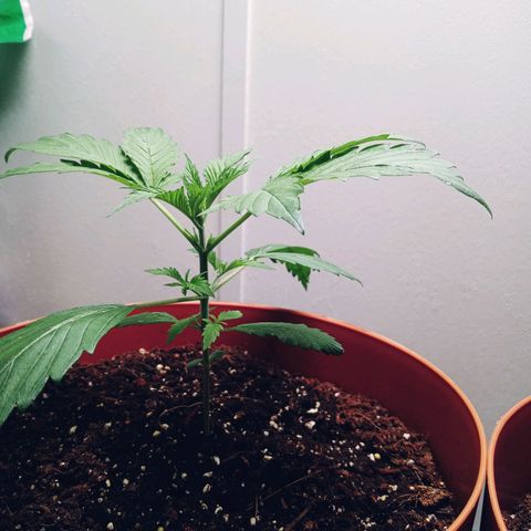 Super Saiyan candy #1 lst growlog timeline photo