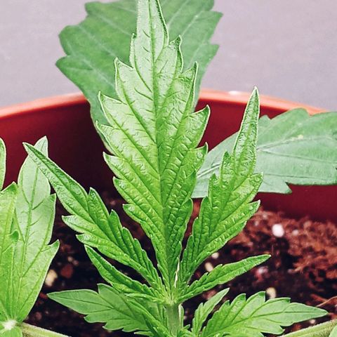 Super Saiyan candy #1 lst growlog timeline photo