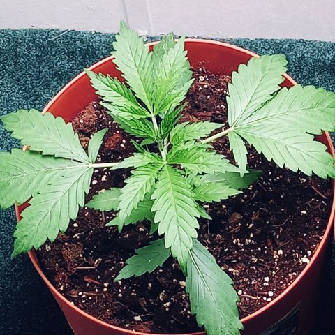 Super Saiyan candy #1 lst growlog timeline photo