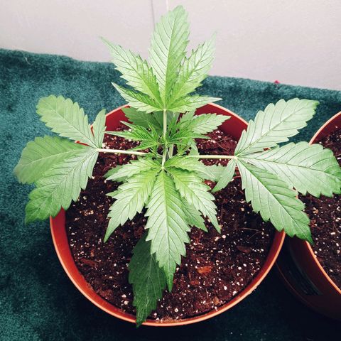 Super Saiyan candy #1 lst growlog timeline photo