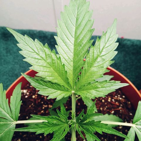 Super Saiyan candy #1 lst growlog timeline photo