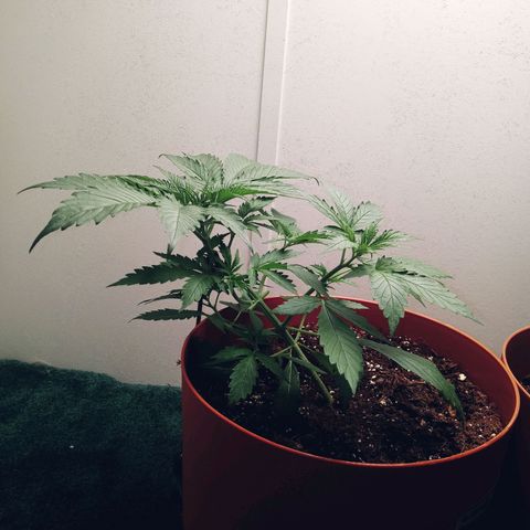Super Saiyan candy #1 lst growlog photo: Started lst training, looking good