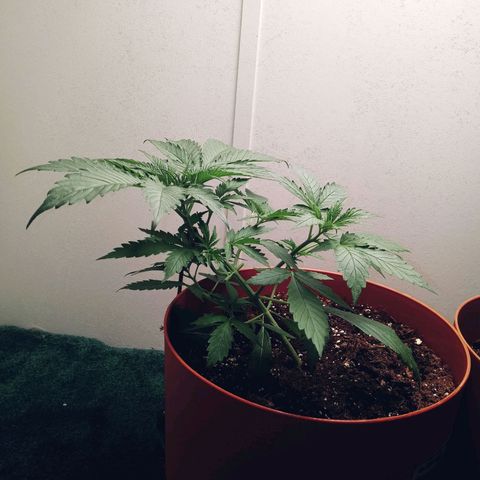 Super Saiyan candy #1 lst growlog timeline photo