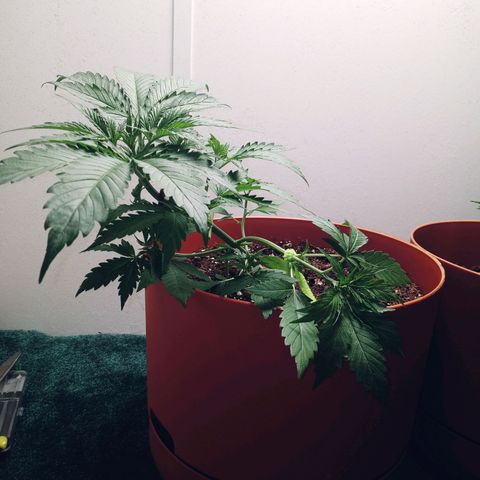 Super Saiyan candy #1 lst growlog timeline photo