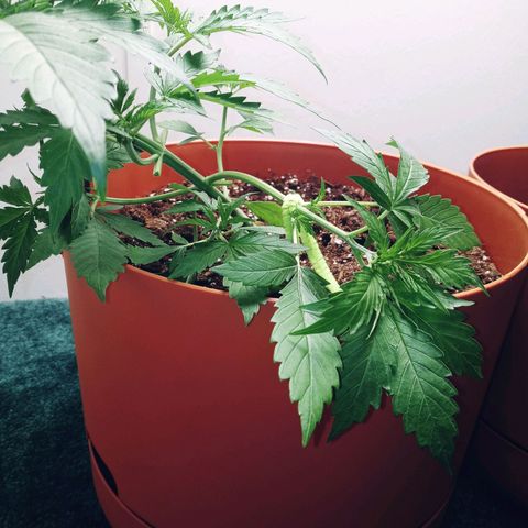 Super Saiyan candy #1 lst growlog timeline photo