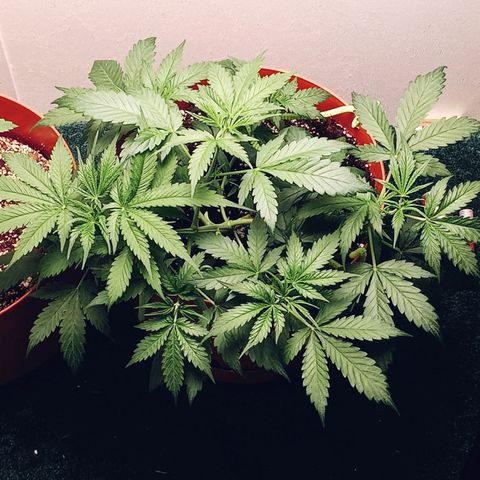 Super Saiyan candy #1 lst growlog timeline photo