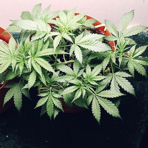 Super Saiyan candy #1 lst growlog timeline photo