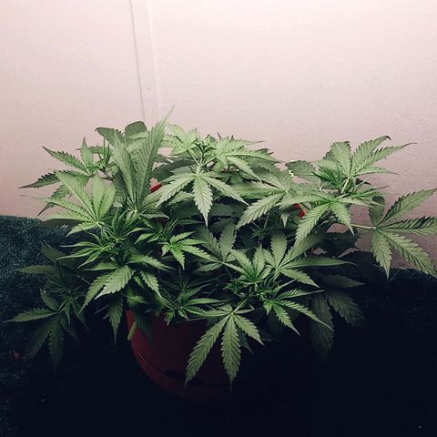 Super Saiyan candy #1 lst growlog timeline photo