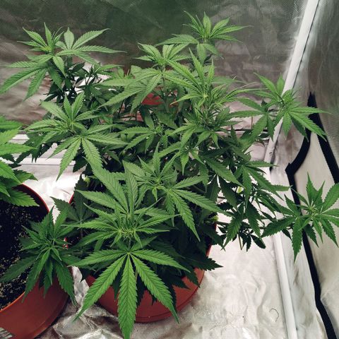 Super Saiyan candy #1 lst growlog photo: Might be showing pre flower
