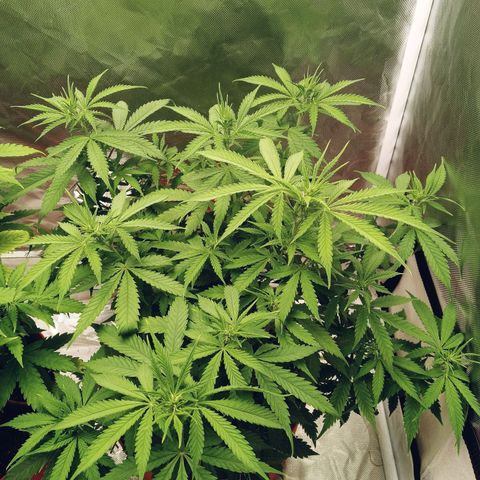 Super Saiyan candy #1 lst growlog timeline photo