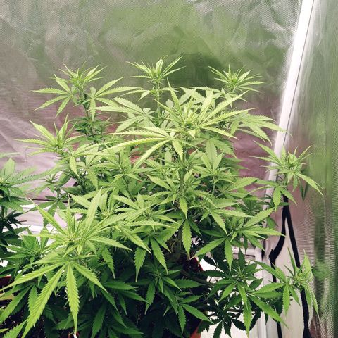Super Saiyan candy #1 lst growlog timeline photo