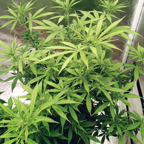 Super Saiyan candy #1 lst growlog timeline photo