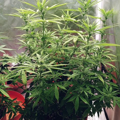 Super Saiyan candy #1 lst growlog timeline photo