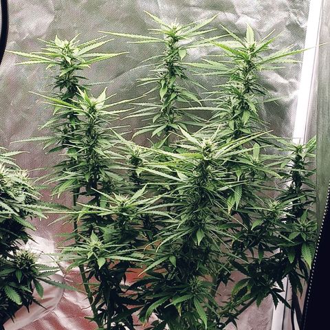 Super Saiyan candy #1 lst growlog timeline photo