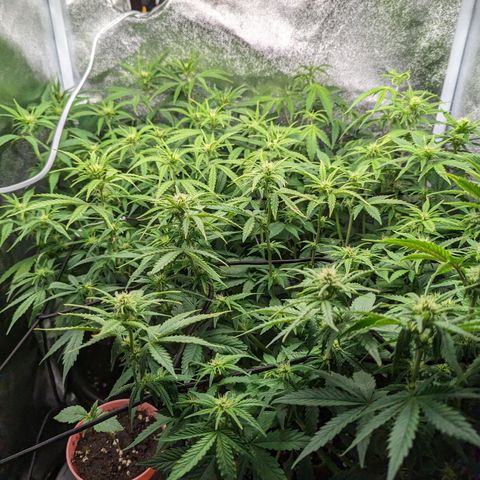 Green Crack growlog timeline photo